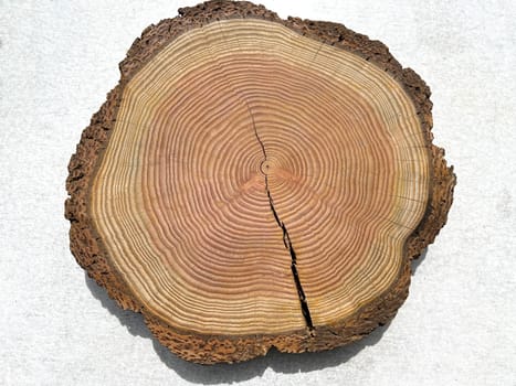 Annual rings are the growth rings of a tree in cross-section. Annual rings are the growth rings of a tree in cross section.