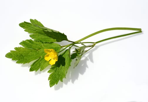 Buttercup Ranunculus acris,is a medicinal plant and a poisonous plant. It occurs wild in meadows and has beautiful yellow flowers. Ranunculus acris is a medicinal plant and a poisonous plant. It occurs wild on meadows and has beautiful yellow flowers.