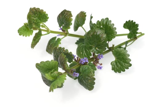 Creeping vine,Glechoma hederacea is an important medicinal and medicinal plant and has blue flowers. Ground vine,Glechoma hederacea is an important medicinal and medicinal plant with blue flowers