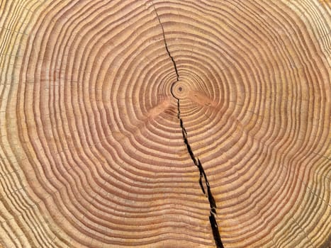 Annual rings are the growth rings of a tree in cross-section. Annual rings are the growth rings of a tree in cross section.