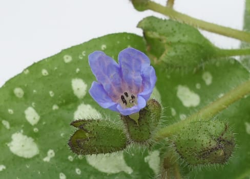 Lungwort,Pulmonaria,officinalis is an important medicinal and medicinal plant with blue flowers. Lung herb Pulmonaria,officinalis is an important medicinal and medicinal plant with blue flowers.
