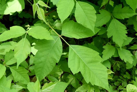 Poison sumac,Rhus radicans,grows as a shrub,but is also able to climb with its adhesive roots. Poison sumac,Rhus radicans grows as a shrub,but is also able to climb with its roots