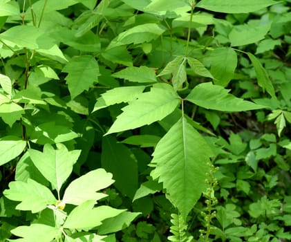 Poison sumac,Rhus radicans,grows as a shrub,but is also able to climb with its adhesive roots. Poison sumac,Rhus radicans grows as a shrub,but is also able to climb with its roots