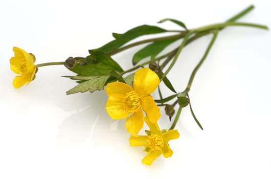 Buttercup Ranunculus acris,is a medicinal plant and a poisonous plant. It occurs wild in meadows and has beautiful yellow flowers. Ranunculus acris is a medicinal plant and a poisonous plant. It occurs wild on meadows and has beautiful yellow flowers.