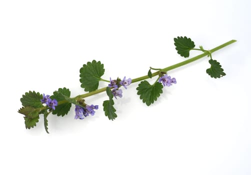 Creeping vine,Glechoma hederacea is an important medicinal and medicinal plant and has blue flowers. Ground vine,Glechoma hederacea is an important medicinal and medicinal plant with blue flowers