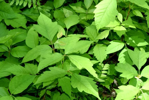 Poison sumac,Rhus radicans,grows as a shrub,but is also able to climb with its adhesive roots. Poison sumac,Rhus radicans grows as a shrub,but is also able to climb with its roots
