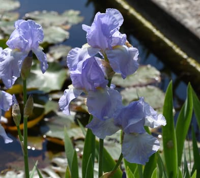 Iris,The iris is a wild-growing flower with blue flowers. The iris is a wild flower with blue flowers.