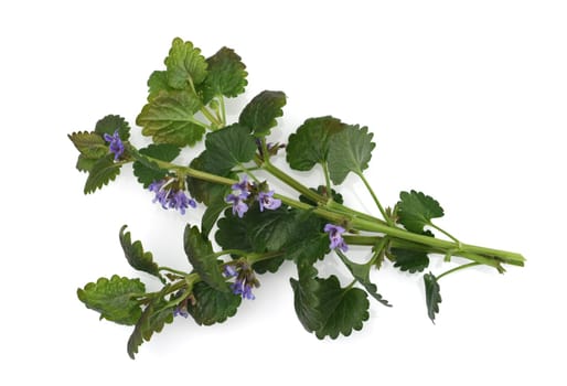 Creeping vine,Glechoma hederacea is an important medicinal and medicinal plant and has blue flowers. Ground vine,Glechoma hederacea is an important medicinal and medicinal plant with blue flowers