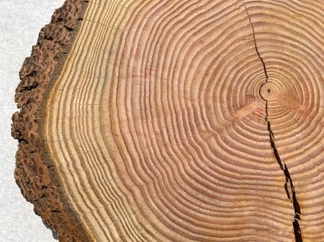 Annual rings are the growth rings of a tree in cross-section. Annual rings are the growth rings of a tree in cross section.
