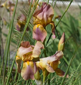 Iris,The iris is a wild-growing flower with blue flowers. The iris is a wild flower with blue flowers.