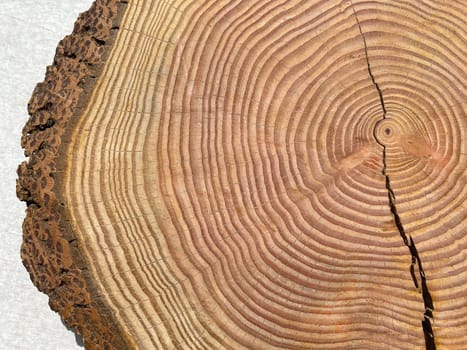 Annual rings are the growth rings of a tree in cross-section. Annual rings are the growth rings of a tree in cross section.