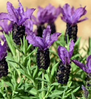 Crested lavender,Lavandula stoechas is a type of lavender with pretty blue flowers. Lavender,Lavandula stoechas,is a type of lavender with pretty blue flowers.