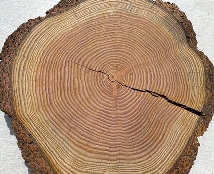 Annual rings are the growth rings of a tree in cross-section. Annual rings are the growth rings of a tree in cross section.