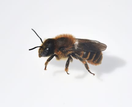 Black-spurred barnacle bee,is a solitary wild bee. Black-spurred stem bee is a solitary wild bee.