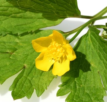 Buttercup Ranunculus acris,is a medicinal plant and a poisonous plant. It occurs wild in meadows and has beautiful yellow flowers. Ranunculus acris is a medicinal plant and a poisonous plant. It occurs wild on meadows and has beautiful yellow flowers.