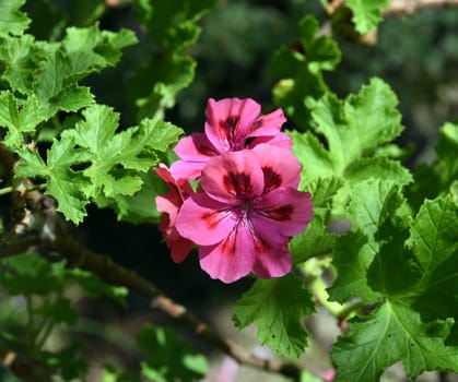 Unique-Pelargonium is a bushy growing pelargonium with woody stems and partly large beautiful flowers. Unique-Pelargonium is a bushy-growing pelargonium with woody stems and some large,beautiful flowers. Unique-Pelargonium is a bushy growing pelargonium with woody stems and partly large beautiful flowers. Unique-Pelargonium is a bushy-growing pelargonium with woody stems and some large,beautiful flowers.