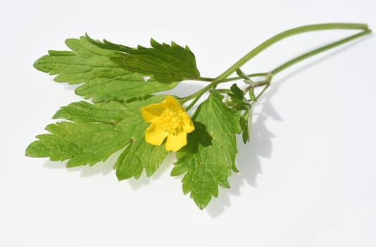 Buttercup Ranunculus acris,is a medicinal plant and a poisonous plant. It occurs wild in meadows and has beautiful yellow flowers. Ranunculus acris is a medicinal plant and a poisonous plant. It occurs wild on meadows and has beautiful yellow flowers.