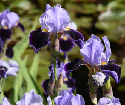 Iris,The iris is a wild-growing flower with blue flowers. The iris is a wild flower with blue flowers.