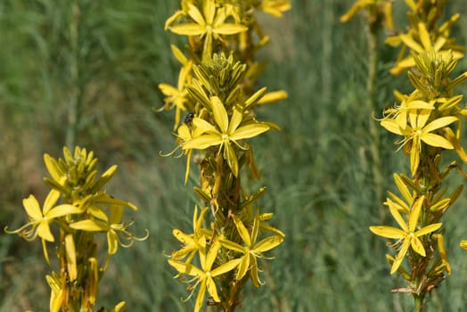 The yellow asphodel,formerly also known as goldroot,is a species of plant in the genus Junker lily. The yellow asphodel,formerly also called goldroot,is a species of plant from the genus of the junker lilies.