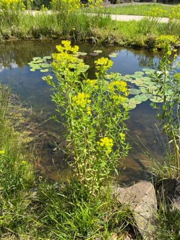 Spurge,Euphorbia palustris,is a species of spurge that thrives close to water.  Swamp spurge,Euphorbia palustris,is a species of spurge that thrives close to water.