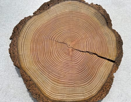 Annual rings are the growth rings of a tree in cross-section. Annual rings are the growth rings of a tree in cross section.