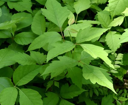 Poison sumac,Rhus radicans,grows as a shrub,but is also able to climb with its adhesive roots. Poison sumac,Rhus radicans grows as a shrub,but is also able to climb with its roots