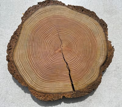 Annual rings are the growth rings of a tree in cross-section. Annual rings are the growth rings of a tree in cross section.