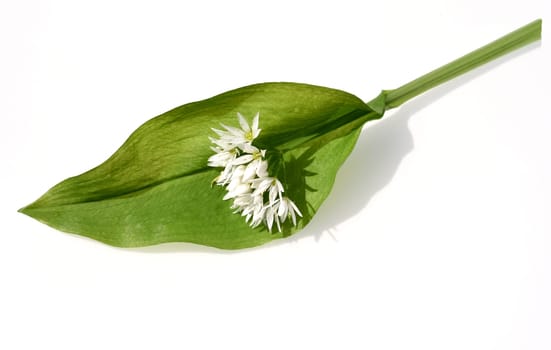Garlic is an important wild herb and medicinal plant that has a garlic scent with white flowers. It has several poisonous double-gangers,such as lily-of-the-valley,autumn crocus,arum. Baerlauch is an important herb and medicinal plant that has a garlic scent with white flowers. It has several poisonous doppelgangers,(double runner) such as lily of the valley,autumn crocus and arum.