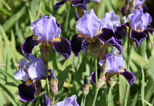 Iris,The iris is a wild-growing flower with blue flowers. The iris is a wild flower with blue flowers.