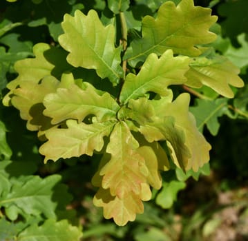 Oak,Quercus Robur,is a native tree species. Oak,Quercus robur,is a native tree.