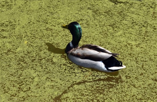 Mallard,Anas platyrhynchos is the grassiest and most widespread duck in Germany. Mallard,Anas platyrhynchos is the largest and most widespread duck in Germany.