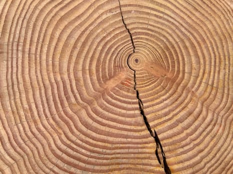 Annual rings are the growth rings of a tree in cross-section. Annual rings are the growth rings of a tree in cross section.