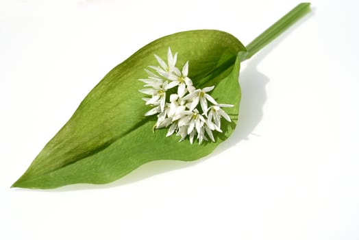 Garlic is an important wild herb and medicinal plant that has a garlic scent with white flowers. It has several poisonous double-gangers,such as lily-of-the-valley,autumn crocus,arum. Baerlauch is an important herb and medicinal plant that has a garlic scent with white flowers. It has several poisonous doppelgangers,(double runner) such as lily of the valley,autumn crocus and arum.
