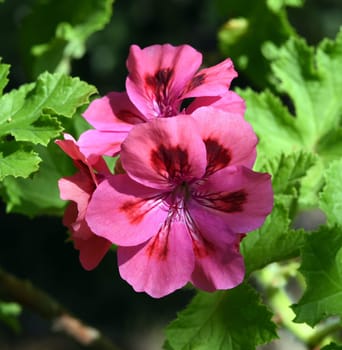 Unique-Pelargonium is a bushy growing pelargonium with woody stems and partly large beautiful flowers. Unique-Pelargonium is a bushy-growing pelargonium with woody stems and some large,beautiful flowers. Unique-Pelargonium is a bushy growing pelargonium with woody stems and partly large beautiful flowers. Unique-Pelargonium is a bushy-growing pelargonium with woody stems and some large,beautiful flowers.