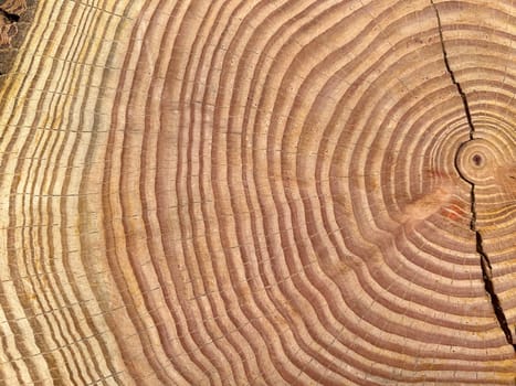 Annual rings are the growth rings of a tree in cross-section. Annual rings are the growth rings of a tree in cross section.