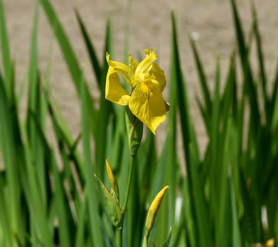 Marsh iris,Iris pseudacorus is a water and medicinal plant with yellow flowers. Marsh iris,Iris pseudacorus,is an aquatic and medicinal plant with yellow flowers.