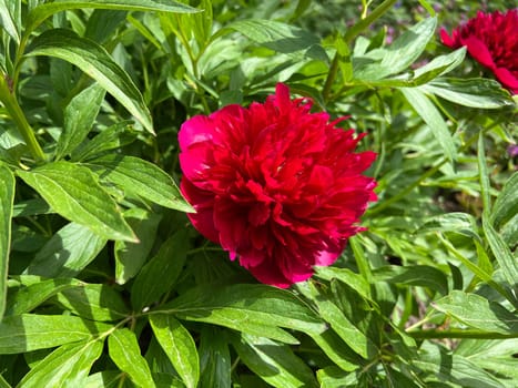 Peony,Paeonia is an important medicinal plant with purple,red,yellow and white flowers. It is also used in medicine. Peony,Paeonia is an important medicinal plant with purple,red,yellow and white flowers. It is also used in medicine.