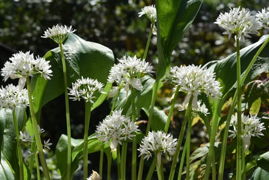 Garlic is an important wild herb and medicinal plant that has a garlic scent with white flowers. It has several poisonous double-gangers,such as lily-of-the-valley,autumn crocus,arum. Baerlauch is an important herb and medicinal plant that has a garlic scent with white flowers. It has several poisonous doppelgangers,(double runner) such as lily of the valley,autumn crocus and arum.
