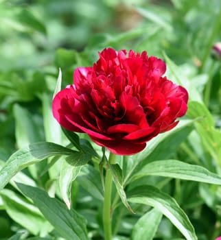 Peony,Paeonia is an important medicinal plant with purple,red,yellow and white flowers. It is also used in medicine. Peony,Paeonia is an important medicinal plant with purple,red,yellow and white flowers. It is also used in medicine.