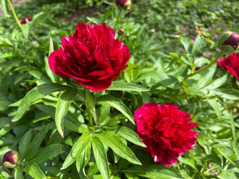 Peony,Paeonia is an important medicinal plant with purple,red,yellow and white flowers. It is also used in medicine. Peony,Paeonia is an important medicinal plant with purple,red,yellow and white flowers. It is also used in medicine.