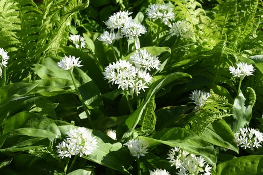 Garlic is an important wild herb and medicinal plant that has a garlic scent with white flowers. It has several poisonous double-gangers,such as lily-of-the-valley,autumn crocus,arum. Baerlauch is an important herb and medicinal plant that has a garlic scent with white flowers. It has several poisonous doppelgangers,(double runner) such as lily of the valley,autumn crocus and arum.