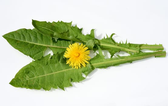 Dandelion,Taraxacum officinale as wall flower,is a pioneer plant and survival artist that can also thrive on gravel paths. Dandelion,Taraxacum officinale as a wall flower,is a pioneer plant and survival artist that can also thrive on gravel roads.