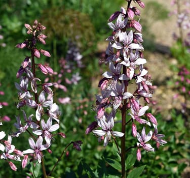 Diptam,Dictamnus Albus,is an important medicinal plant with pink flowers and is used in medicine. Diptam,Dictamnus albus,is an important medicinal plant with pink flowers and is used in medicine.