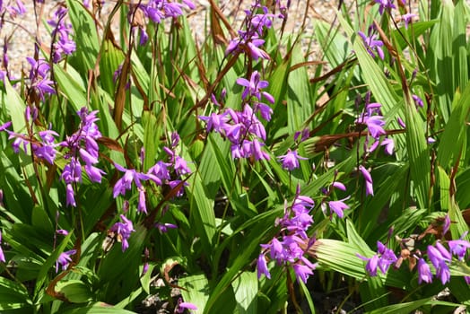 Chinese outdoor orchid,Bletilla striata has enchanting flowers and rich foliage. It blooms from May to the end of June. China outdoor orchid,Bletilla striata,has enchanting flowers and rich foliage. It blooms from May to the end of June