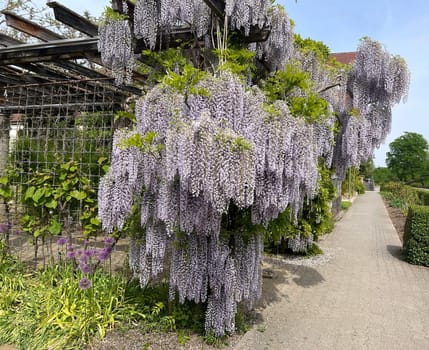 Wisteria with its blue-violet flowers is a popular climbing plant for the garden. wisteria with its blue-purple flowers is a popular climbing plant for the garden.