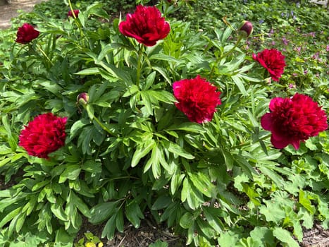 Peony,Paeonia is an important medicinal plant with purple,red,yellow and white flowers. It is also used in medicine. Peony,Paeonia is an important medicinal plant with purple,red,yellow and white flowers. It is also used in medicine.