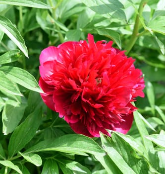 Peony,Paeonia is an important medicinal plant with purple,red,yellow and white flowers. It is also used in medicine. Peony,Paeonia is an important medicinal plant with purple,red,yellow and white flowers. It is also used in medicine.