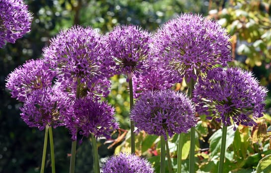 Allium Giganteum is a beautiful ornamental plant in the garden and has purple flowers. Ornamental Lily,Giant Lily,Allium Giganteum is a beautiful ornamental plant in the garden and has purple flowers.