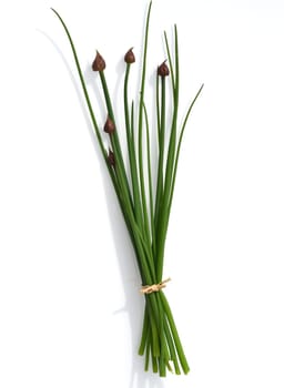 Chives,Allium schoenoprasum,is an important medicinal and medicinal plant. The culinary herb is also used in the Frankfurt Green Sauce. Chives,Allium schoenoprasum,are an important medicinal and medicinal plant. The herb is also used in the Frankfurt green sauce.