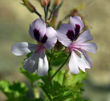 Pelargonium citronella is a bushy growing pelargonium with woody stems and partly large beautiful flowers. Fragrant Pelargonium,Pelargonium citronella is a bushy-growing pelargonium with woody stems and some large,beautiful flowers.